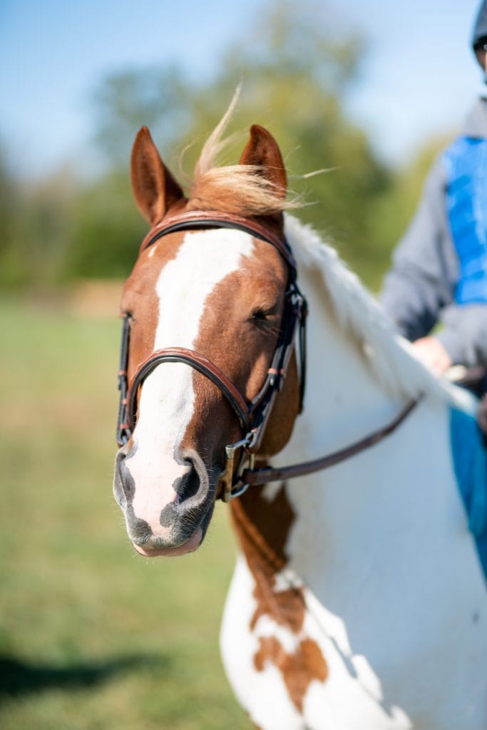 11th Annual IHC Octoberfest Horse Show9
